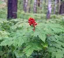 Voronec (plantă) - descriere, proprietăți medicinale, utilizarea