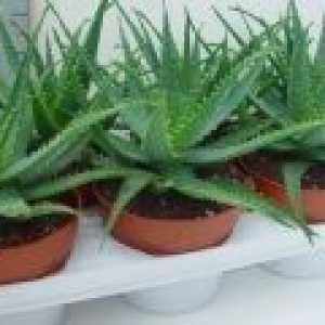 Aloe vera, proprietăți utile