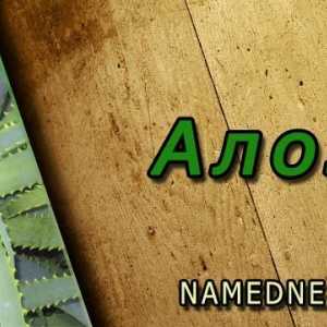 Aloe proprietăți terapeutice, utilizarea, contraindicații
