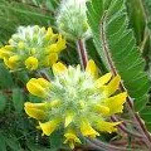 Astragalus sherstistotsvetkovy: proprietăți utile, contraindicații