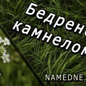Burnet-saxifrage - proprietăți medicinale