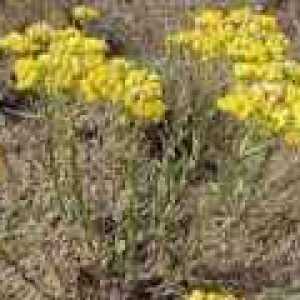 Helichrysum (H. arenarium): proprietăți și aplicații utile