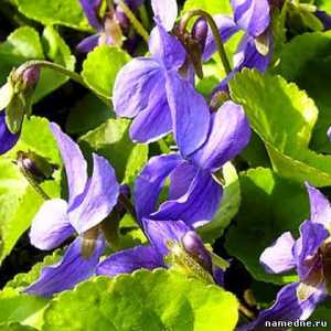 Violet parfumat - proprietăți medicinale