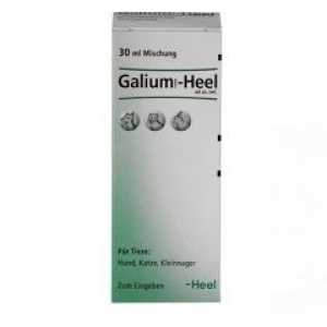 Galium hel