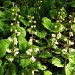 Wintergreen rotundifolia - descrierea proprietăți utile, aplicare