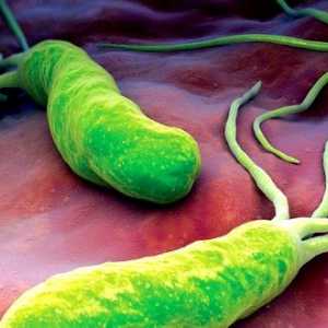 Helicobacter pylori: simptome și tratament
