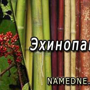 Ehinopanaks - proprietăți medicinale