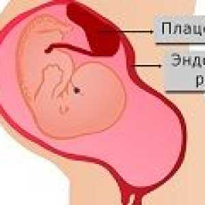 Endometrul in timpul sarcinii, rata de grosime