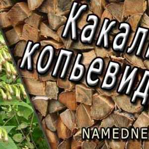 Kakalia de lance proprietăți medicinale