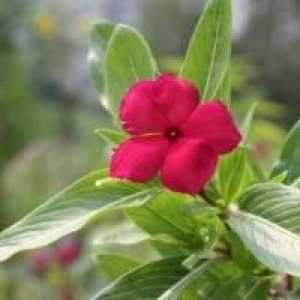 Catharanthus (plantare, îngrijire) - o descriere a proprietăți utile, aplicare