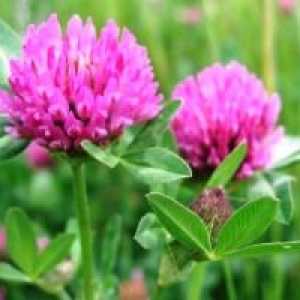 Trifolium pratense (trifoi roșu) - descrierea proprietăți utile, utilizarea