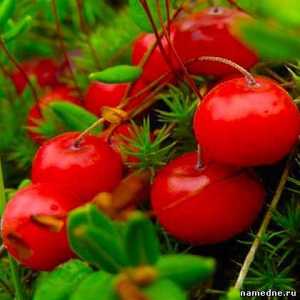 Proprietăți medicinale Cranberry