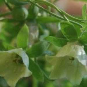 Codonopsis (plantare, de reproducere, de îngrijire) - o descriere a proprietăți utile, aplicare