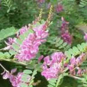 Sweetvetch (ceai Hedysarum, rădăcină roșu) - descrierea proprietăți utile, utilizarea