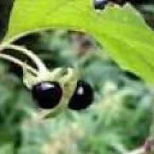 Belladonna obișnuite (frunze, iarbă, rădăcini, extract de plante medicinale)