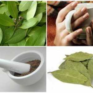 Frunze de dafin de la acnee: retete de medicina tradițională