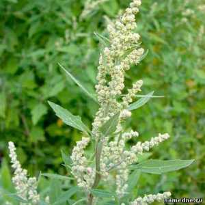 Quinoa - proprietăți medicinale