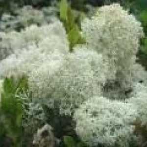 Lichen (fungi) - descrierea proprietăți utile, utilizarea