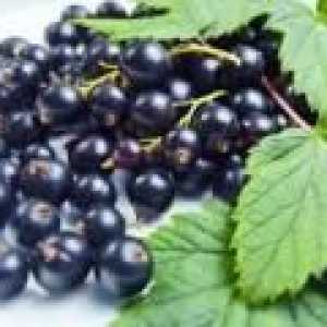 Frunzele de coacaze negre: proprietăți terapeutice și contraindicații