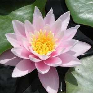 Lotus sacru