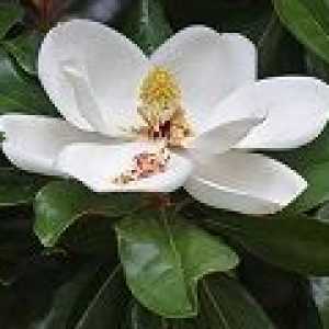 Magnolia - o descriere a proprietăți utile, aplicare