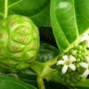 Morinda citrifolia - descrierea proprietăți utile, aplicare