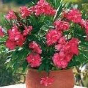 Oleander - îngrijire, propagare, tăierea - descrierea proprietăți utile, aplicare