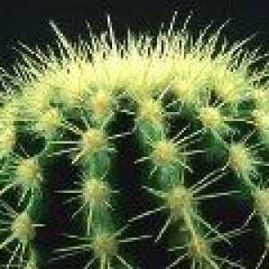 Opuntia - un cactus (tipuri și întreținere) - o descriere a proprietăți utile, aplicare