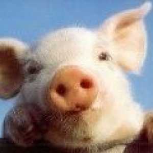 Rinichi de porc va fi transplantate la oameni