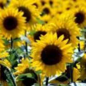 Floarea soarelui: proprietăți medicinale, cultivare, îngrijire