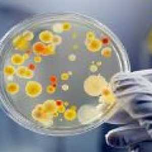 Bacterii benefice - sunt ele necesare?