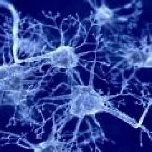 Ajuta neuroni speciale ale creierului uman în percepția gustului