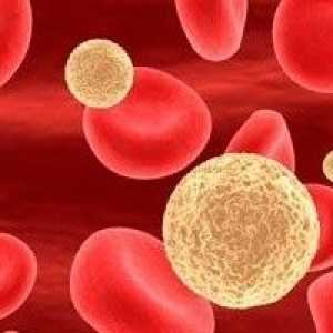 Leucocite din sânge: cauze si tratament
