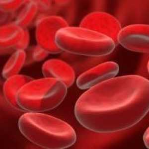 Creșterea numărului de leucocite în sânge: leucocitoză