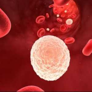 Creșterea de celule albe din sânge în urină în timpul sarcinii