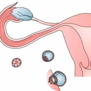 Semne de senzatii de ovulatie