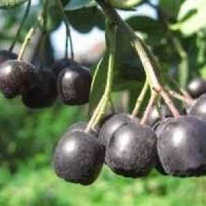Negru chokeberry - descrierea proprietăți utile, aplicare