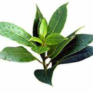 Aflați cum să utilizați ulei de arbore de ceai pentru acnee