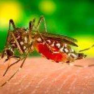 Malariei vaccin va ajuta la protejarea impotriva cancerului