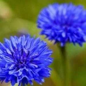 Cornflower albastru - o descriere a proprietăți utile, aplicare