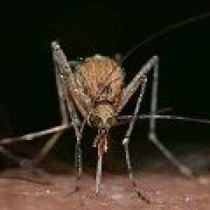 Virusul Zika va fi în curând în Europa